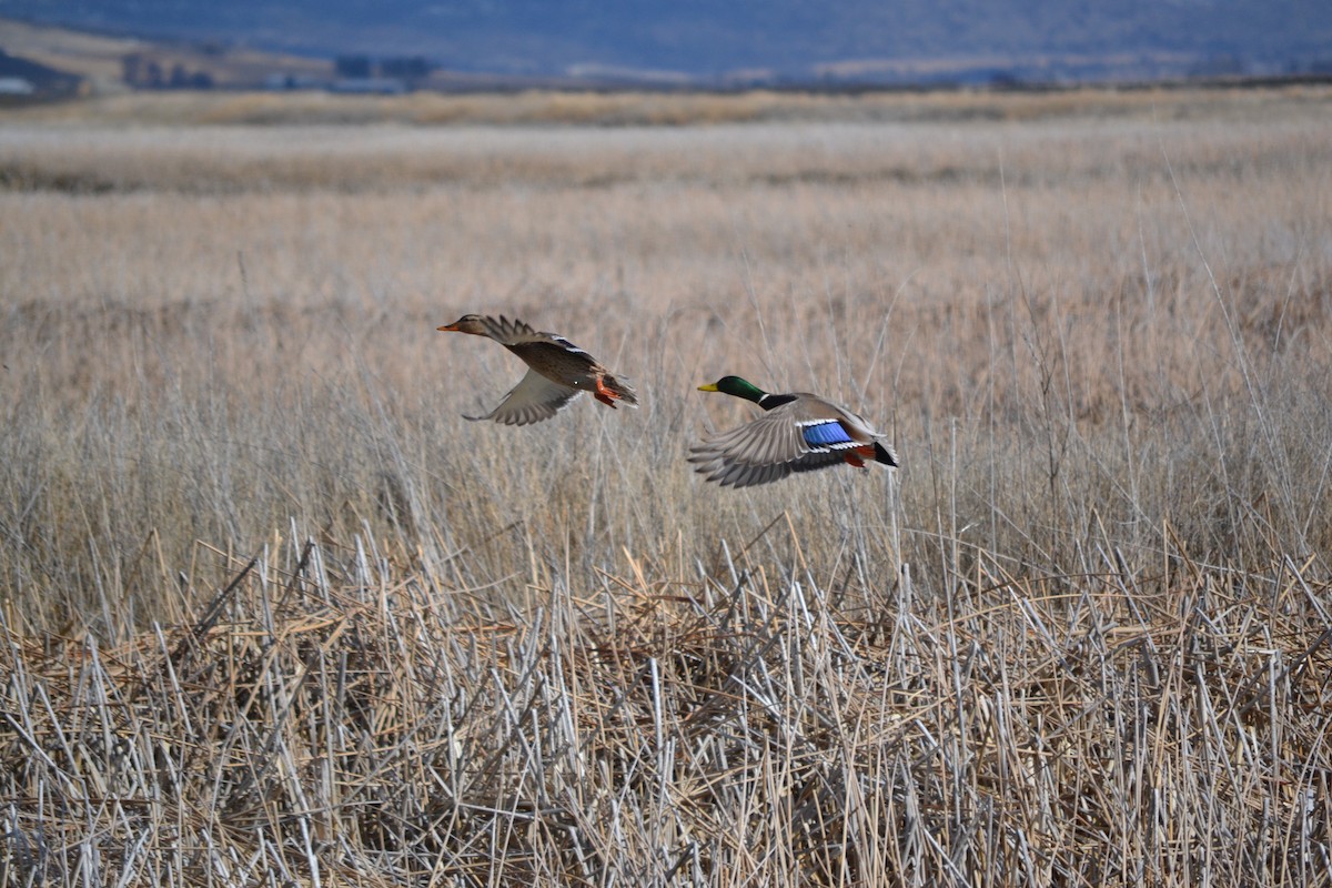 Mallard - Christopher Shell