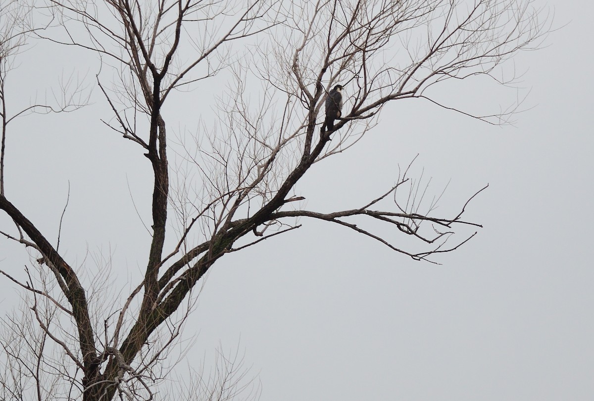 Halcón Peregrino - ML438032331