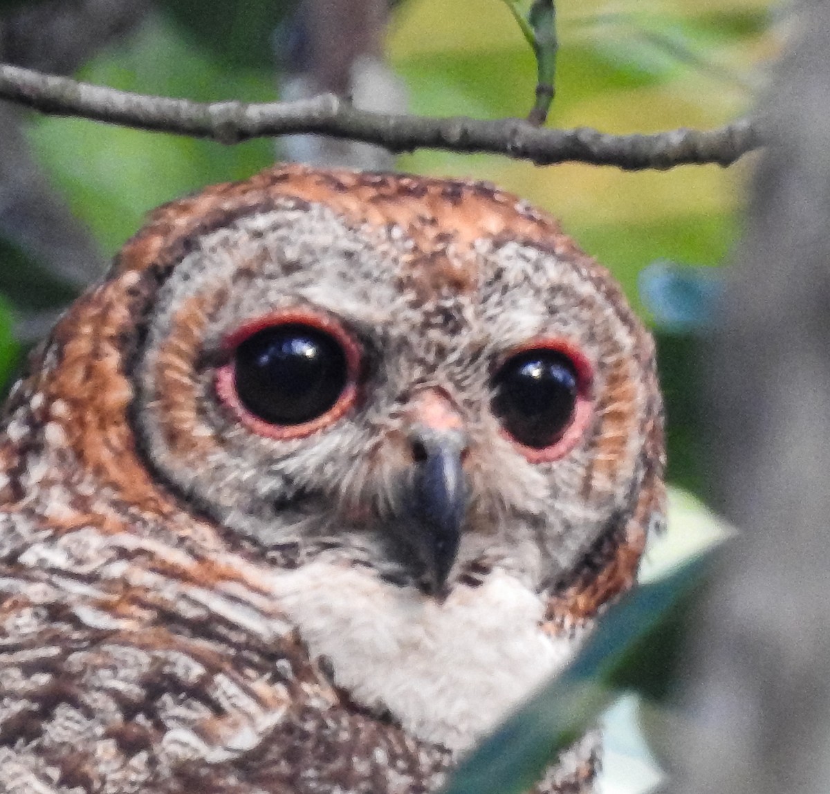 Mottled Wood-Owl - Jisha Rajesh