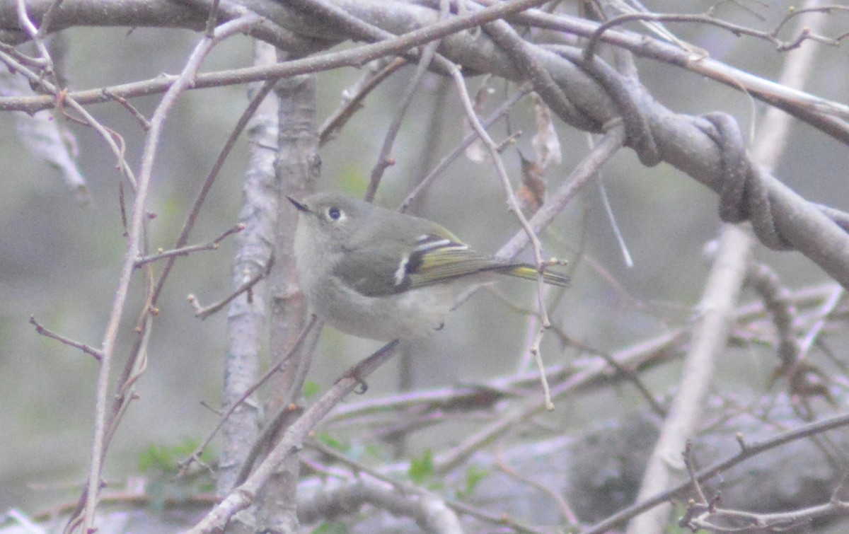 Ruby-crowned Kinglet - ML438038241