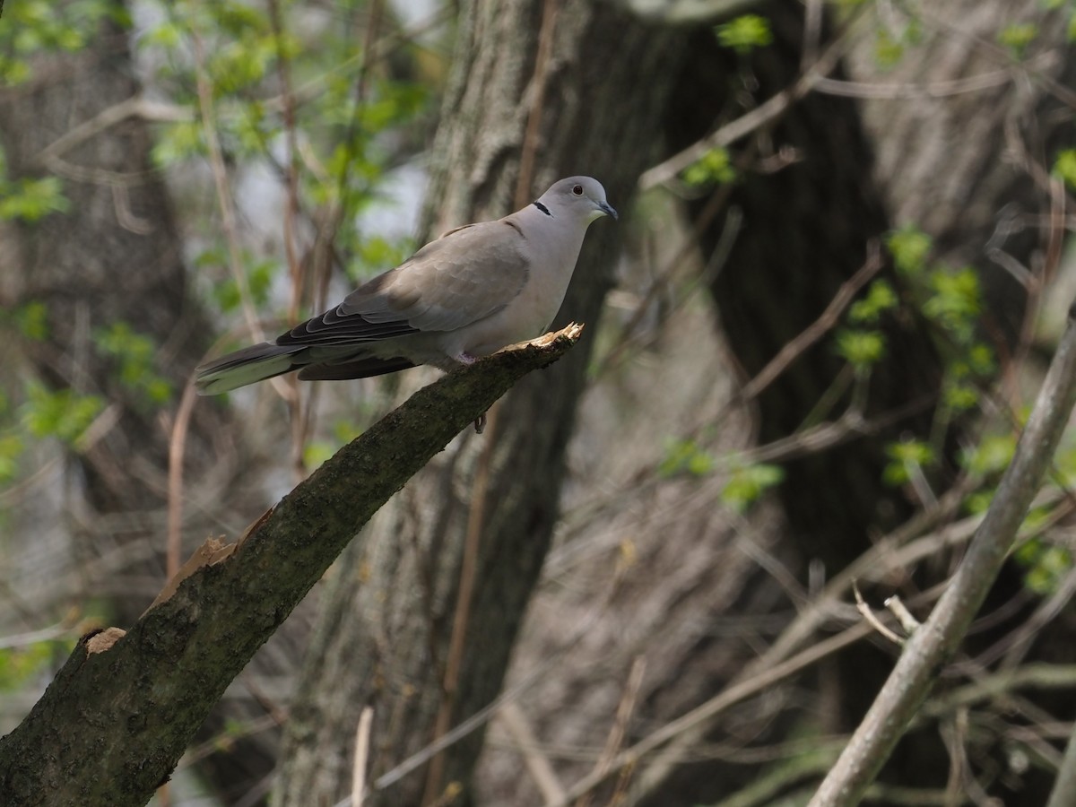 Eurasian Collared-Dove - ML438038851