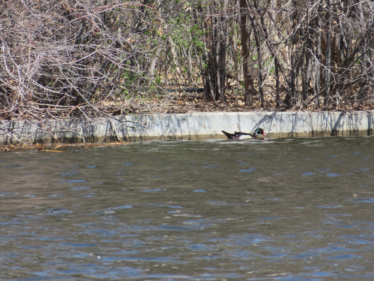 Wood Duck - ML438039171