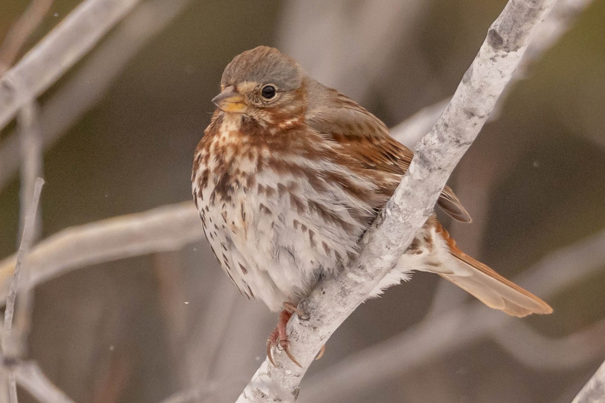 Fox Sparrow - ML438040641