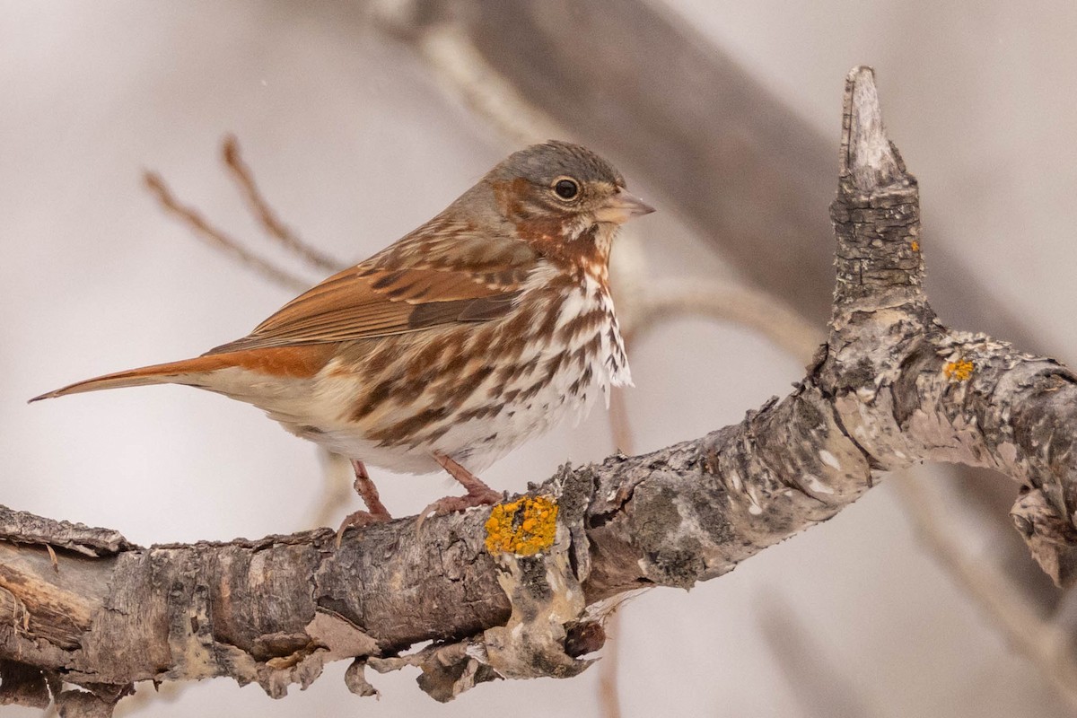 Fox Sparrow - ML438040651