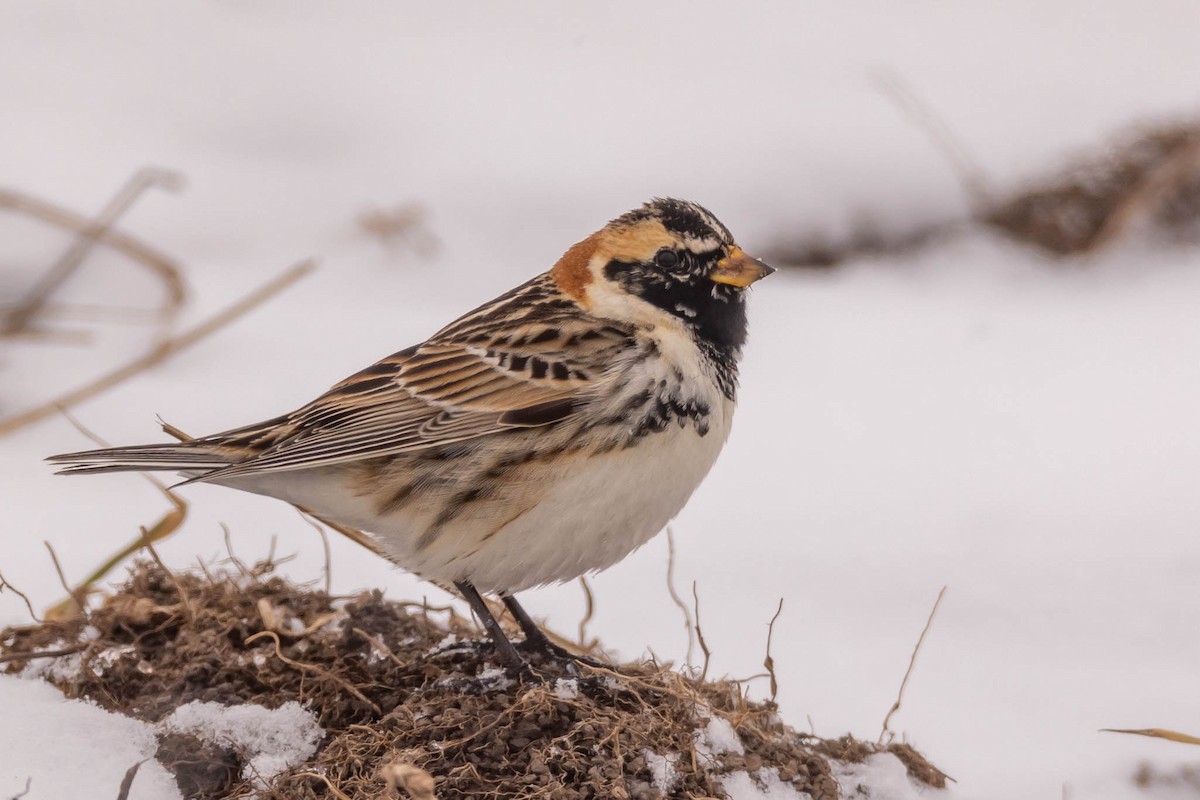 Lapland Longspur - ML438040721