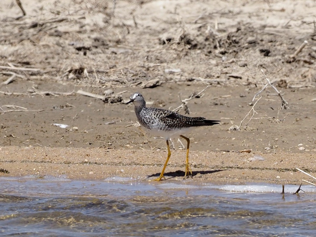 Lesser Yellowlegs - ML438041021