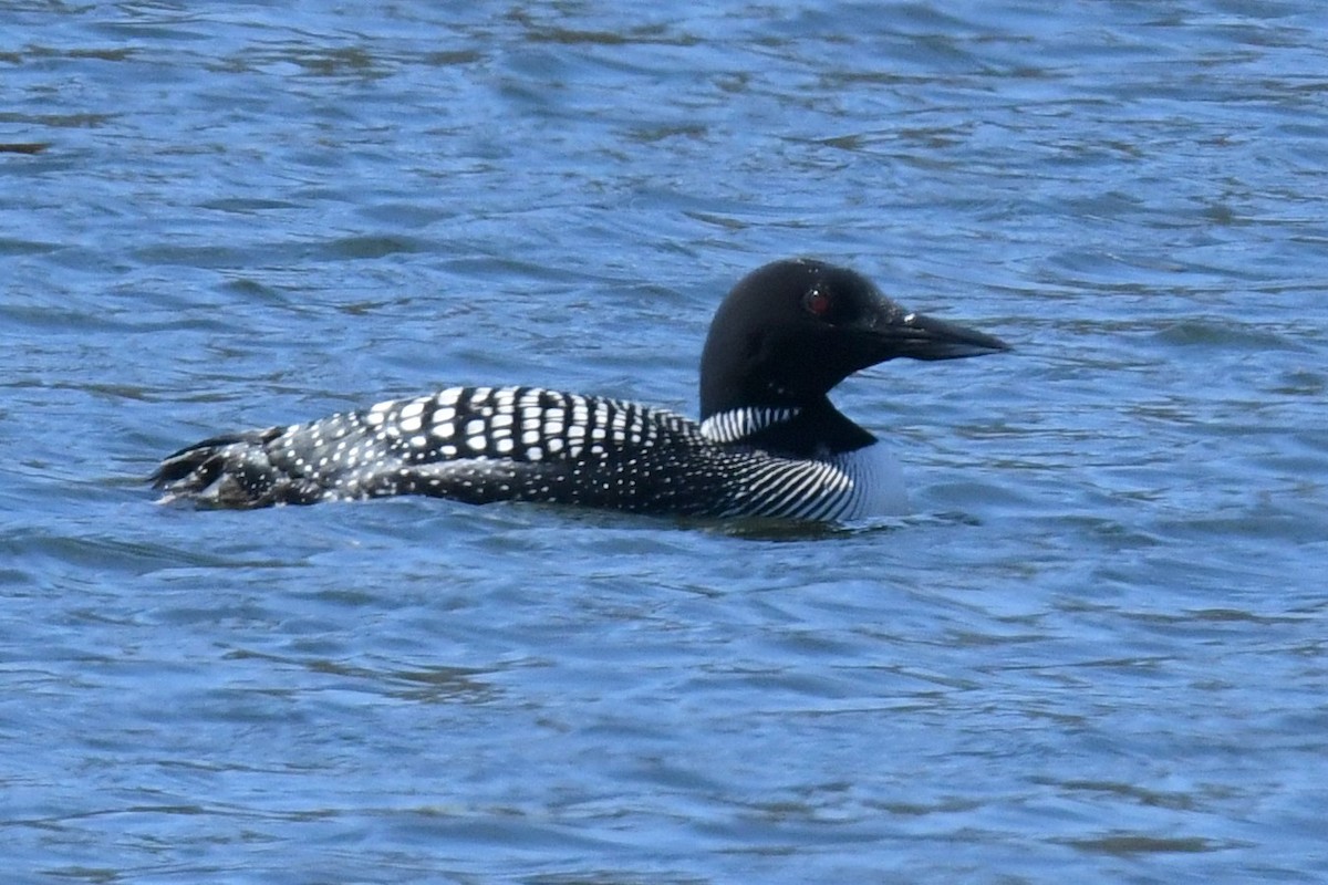 Common Loon - ML438041031