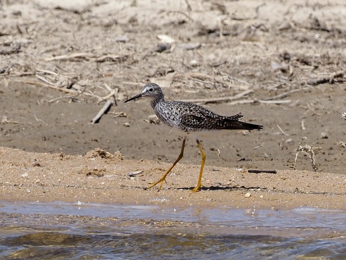 Lesser Yellowlegs - ML438041161