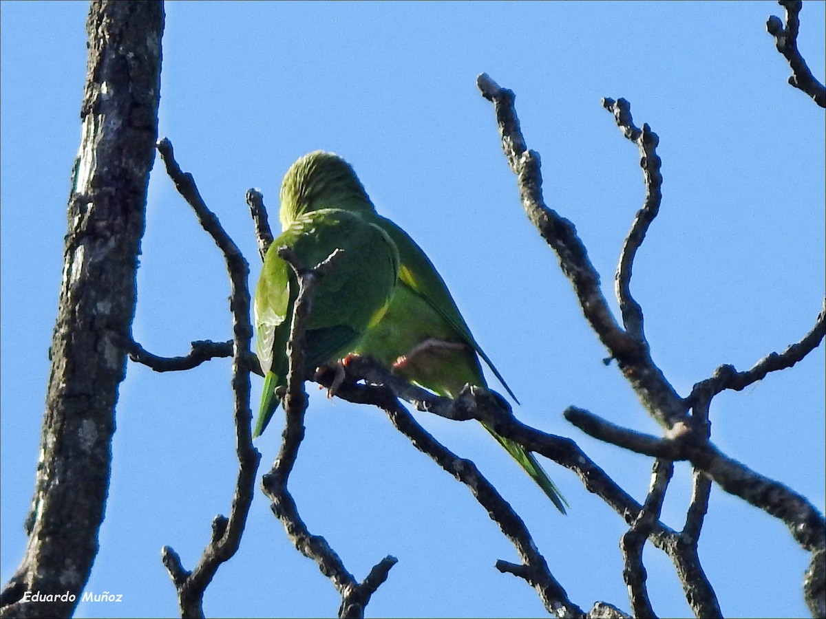 Toui à ailes jaunes - ML438041521