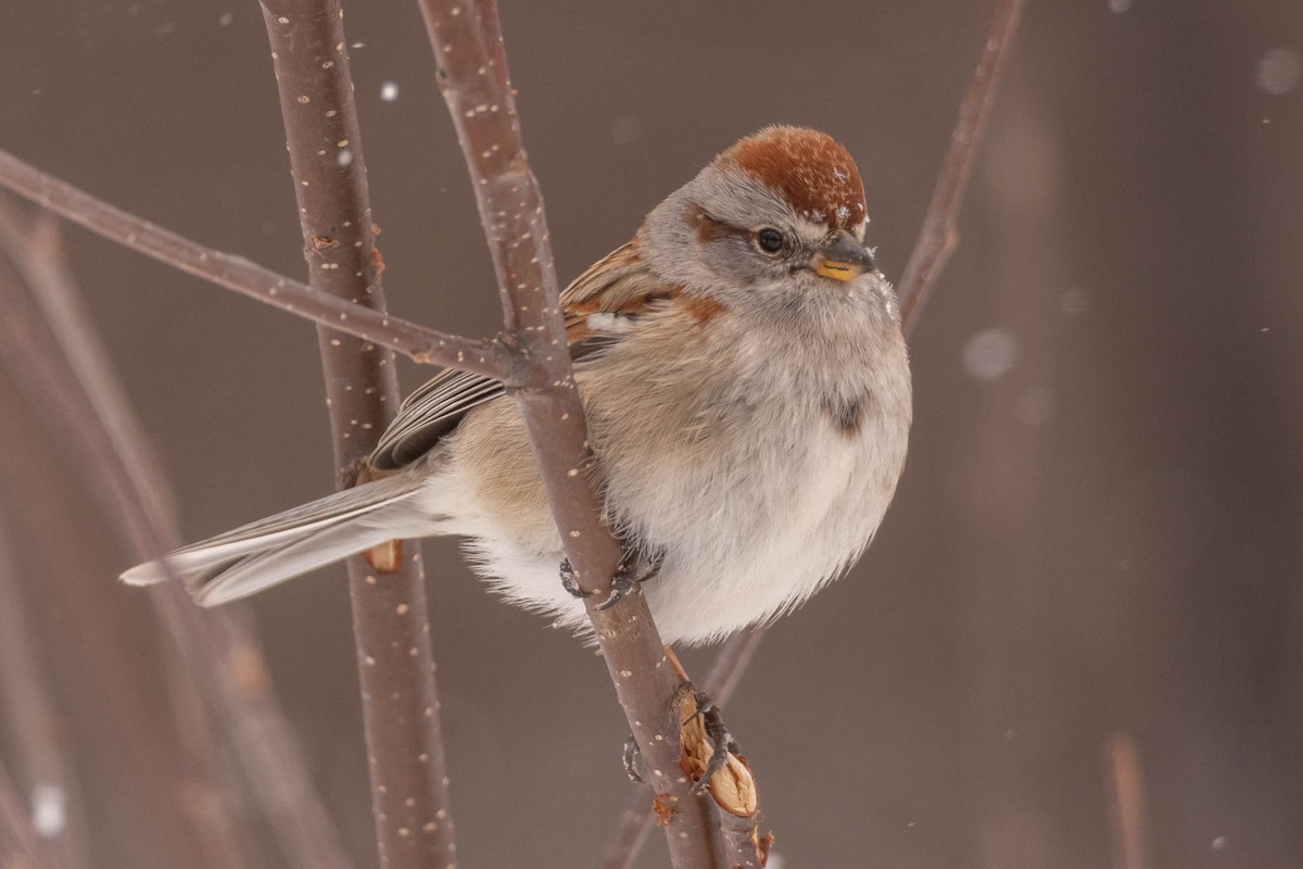 American Tree Sparrow - ML438041691