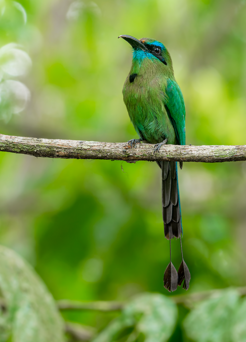 Keel-billed Motmot - Jorge Gabriel Campos