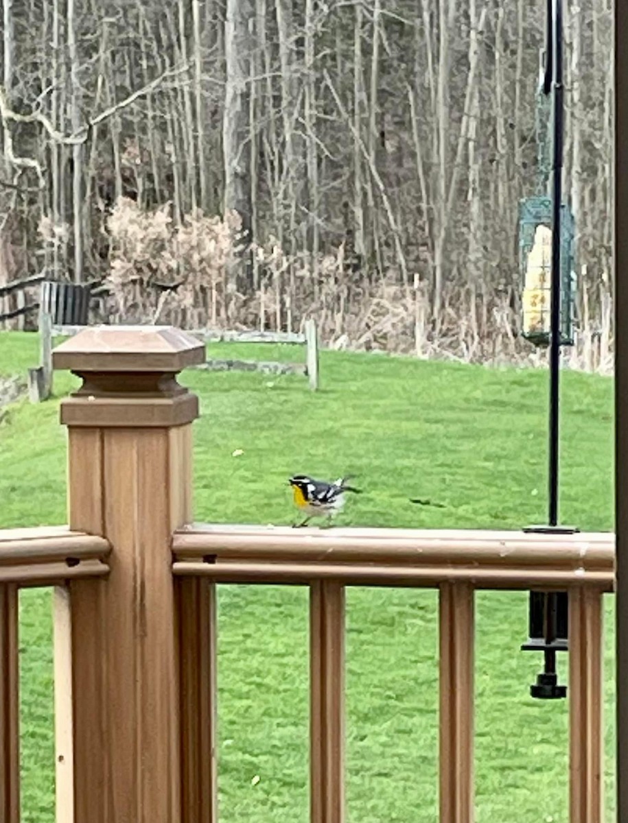 Yellow-throated Warbler - Thomas Mudd