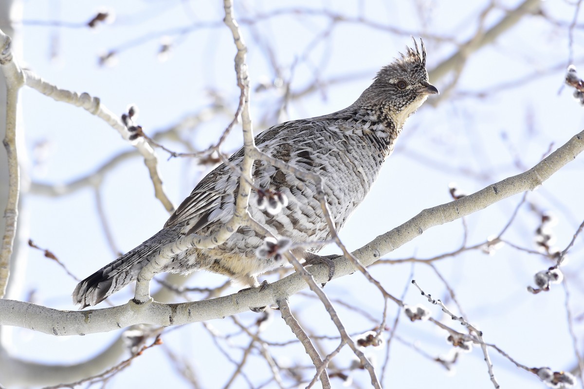 Ruffed Grouse - ML438046301