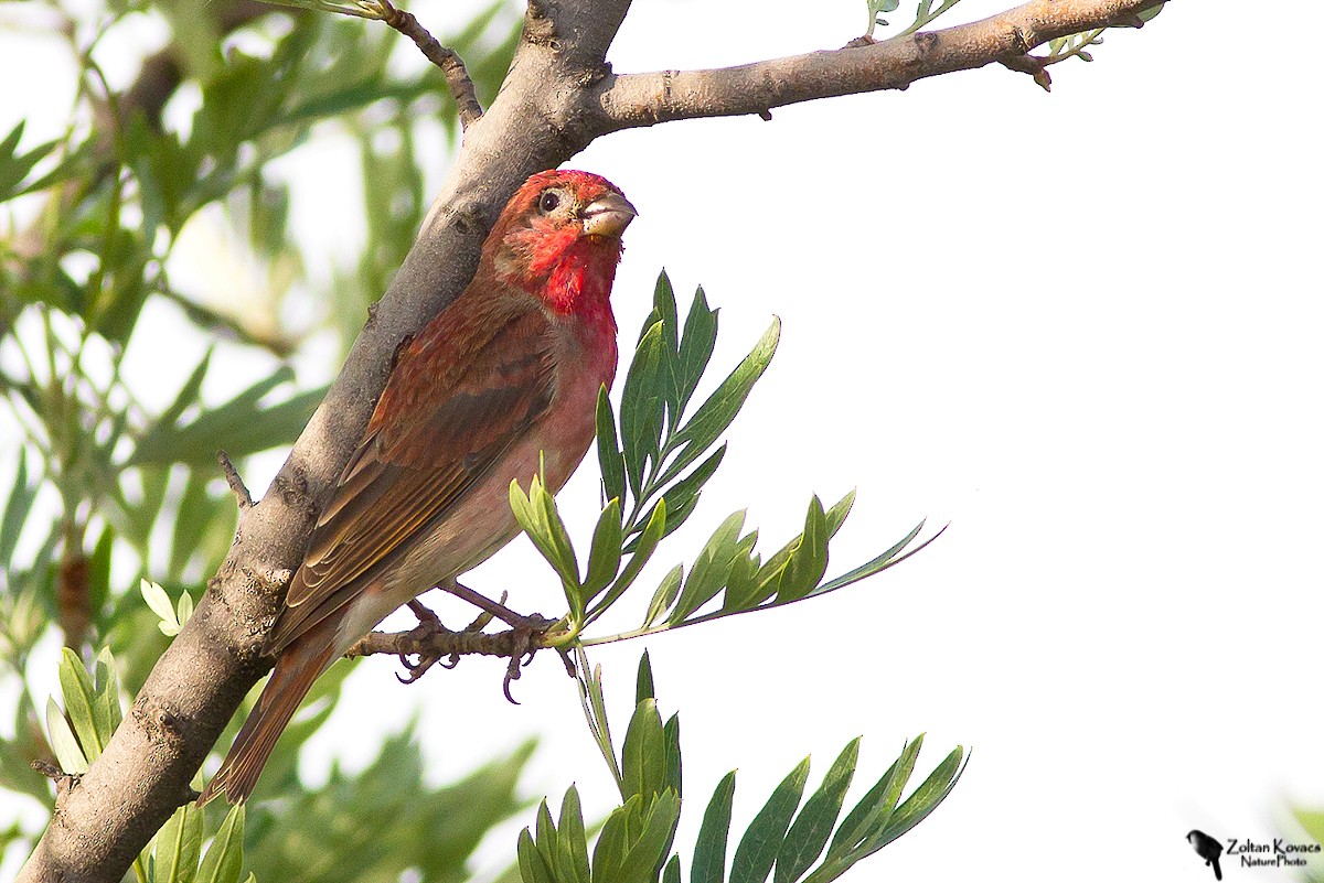 Common Rosefinch - ML438049081