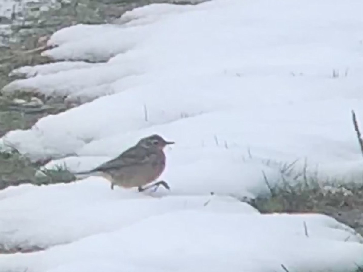 American Pipit - ML438051401