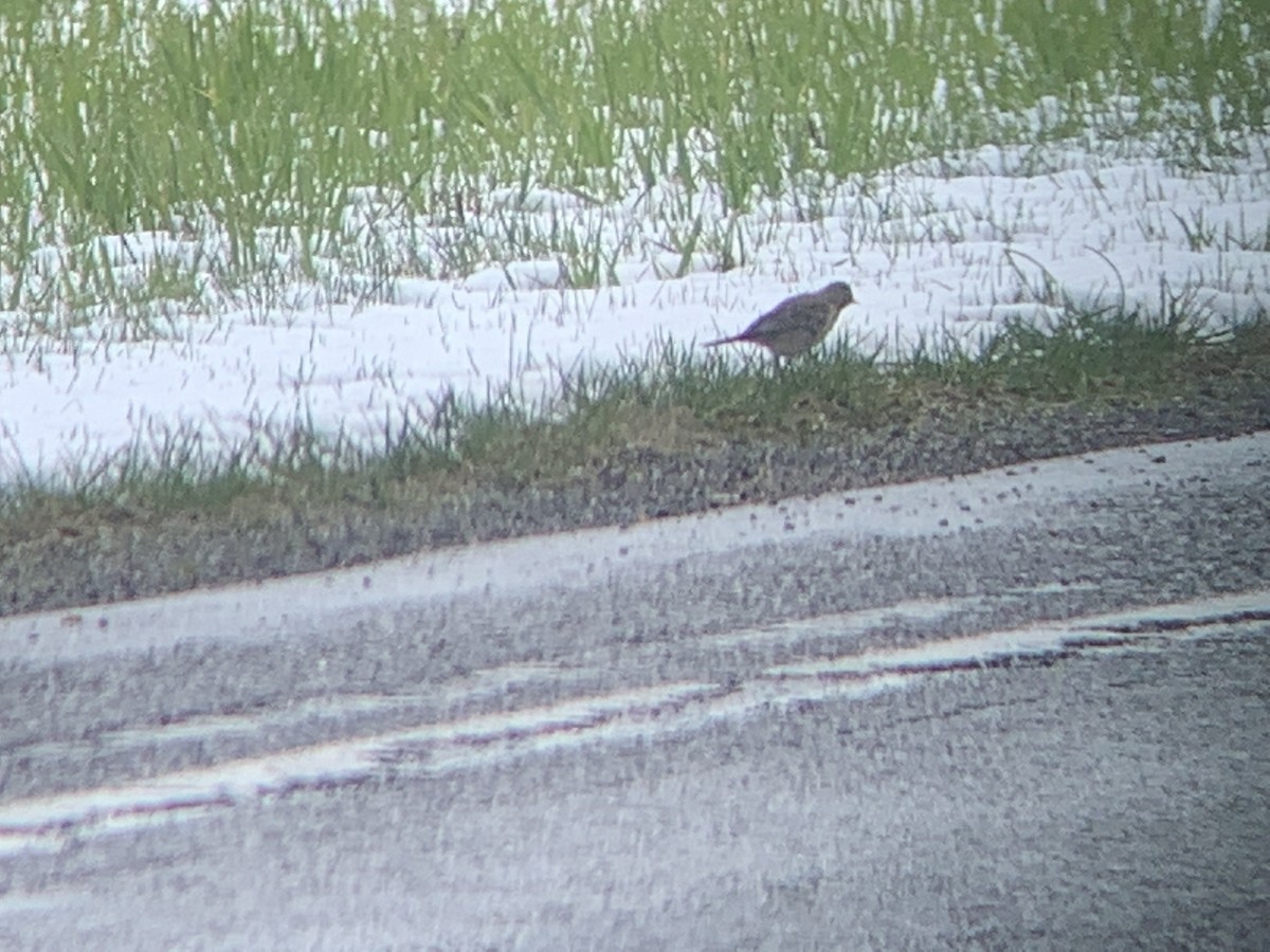 American Pipit - ML438051461