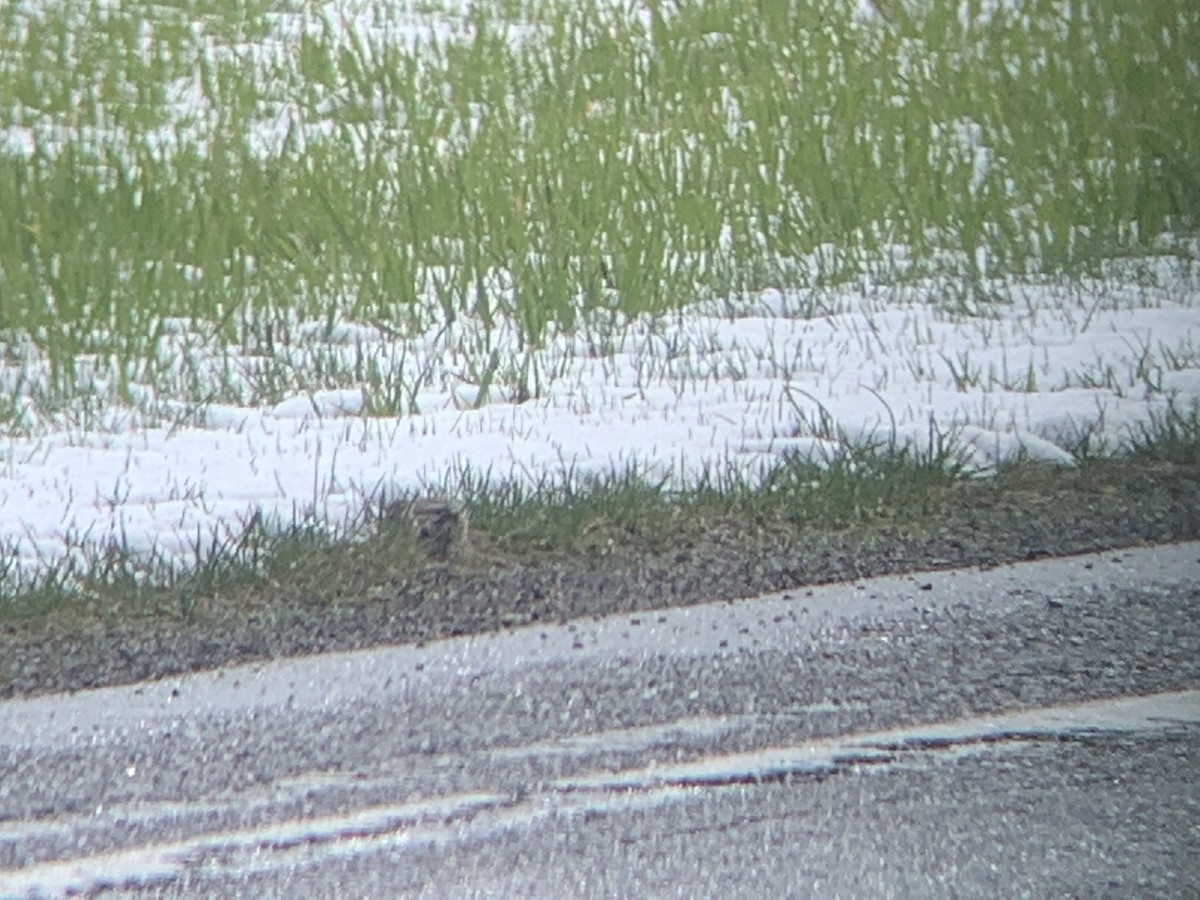 American Pipit - ML438051471