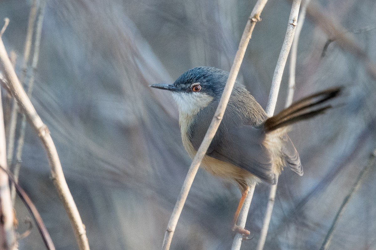 Ashy Prinia - ML43805151