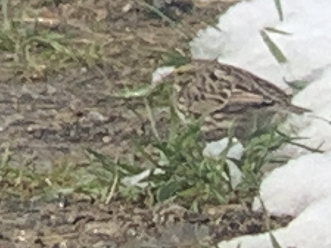 Savannah Sparrow - ML438051641