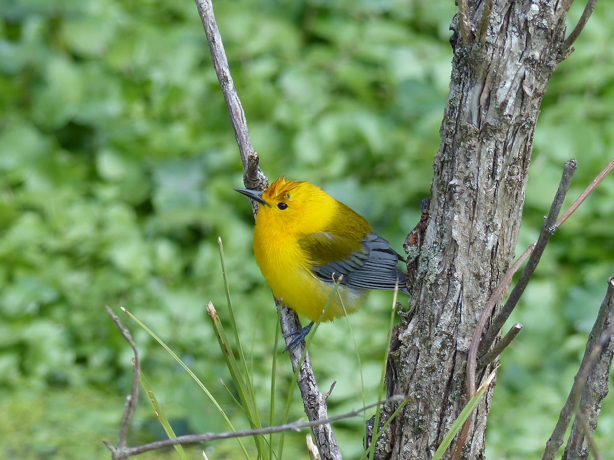 Prothonotary Warbler - Michael Stone