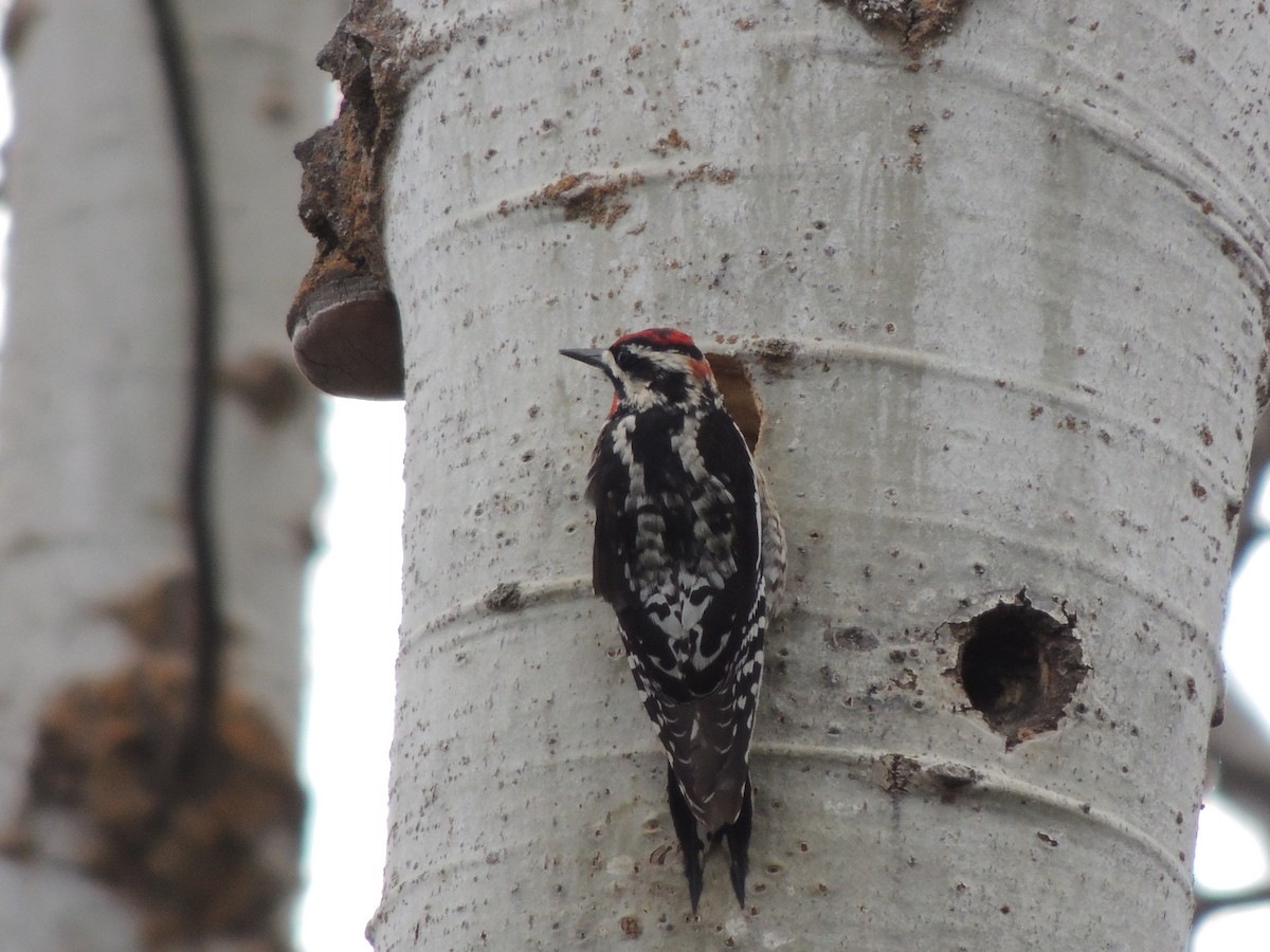 Red-naped Sapsucker - Norm Engeland