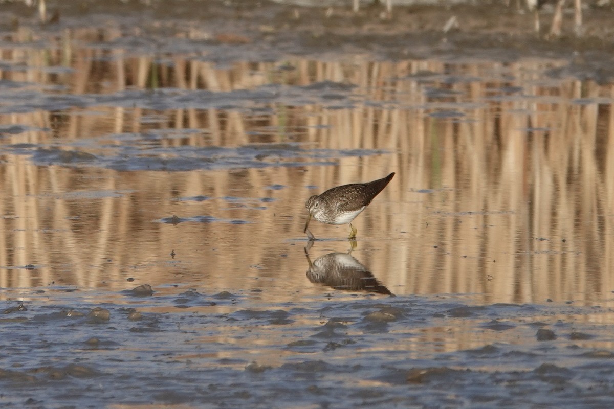 Solitary Sandpiper - ML438053991