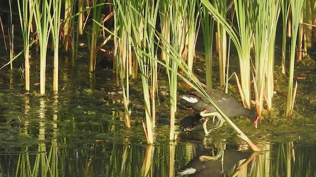 Common Gallinule - ML438054011