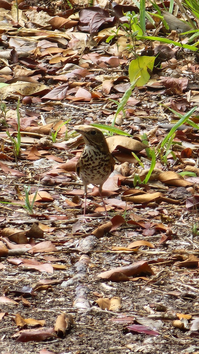 Hermit Thrush - ML438054091
