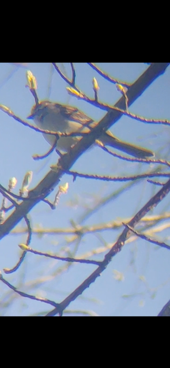 Chipping Sparrow - Emerson Lisboa