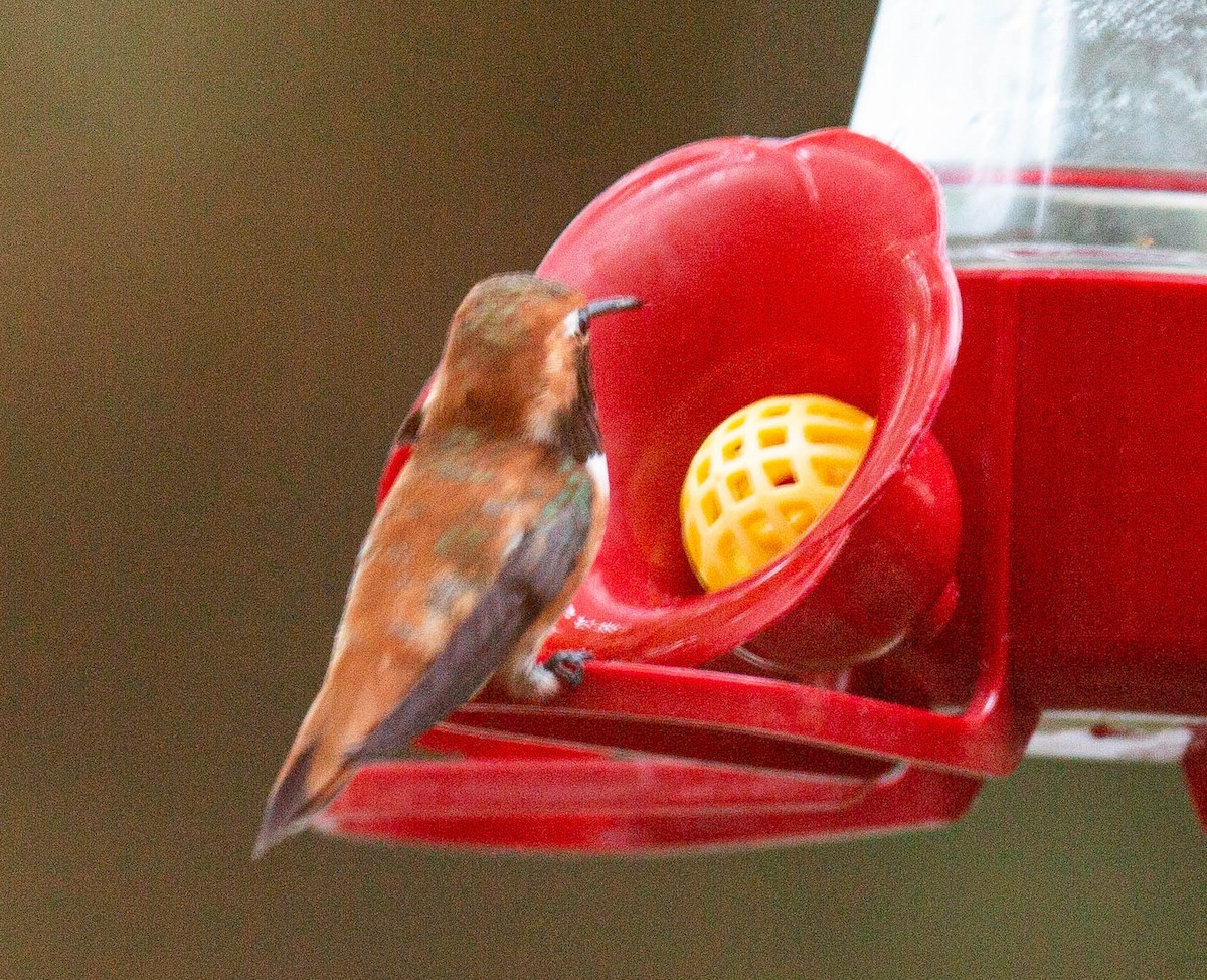 Rufous Hummingbird - ML438054821