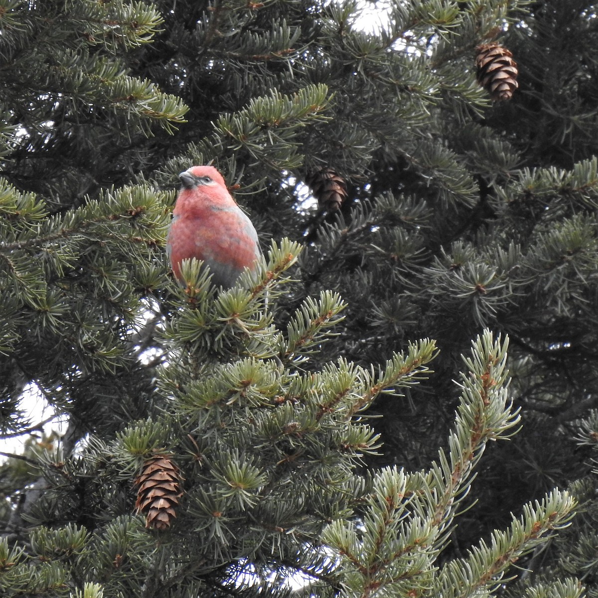 Pine Grosbeak - ML438055011