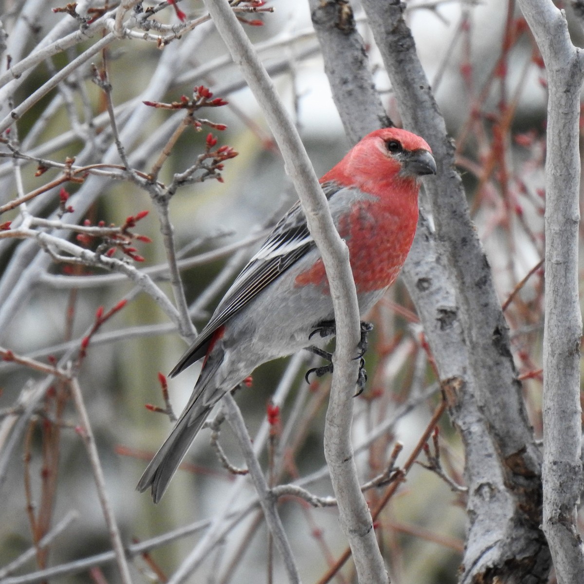 Pine Grosbeak - ML438055031