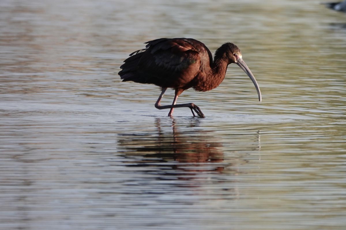 White-faced Ibis - ML438055181