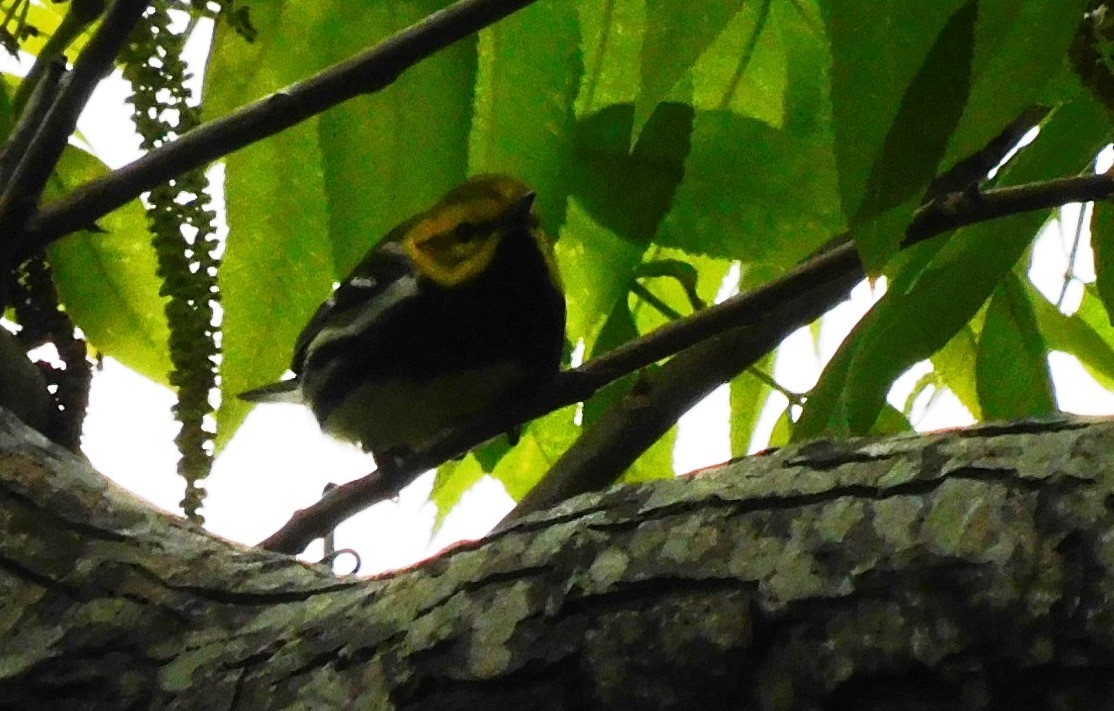 Black-throated Green Warbler - ML438055241