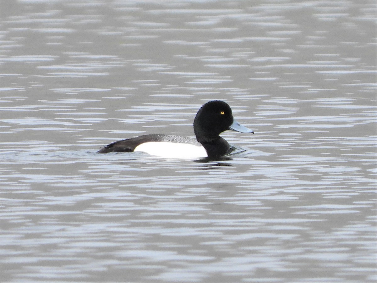 Lesser Scaup - ML438056091