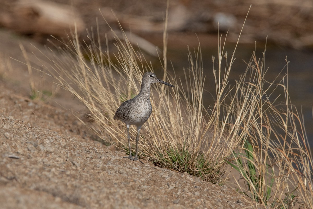 Willet - ML438057311