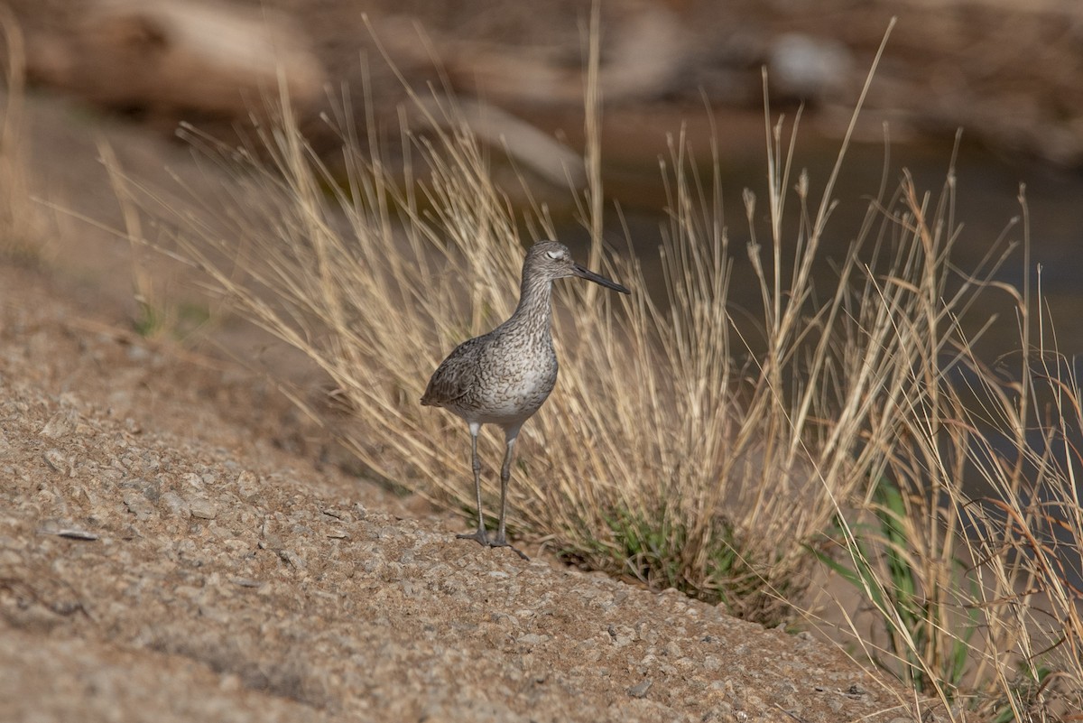 Willet - ML438057321