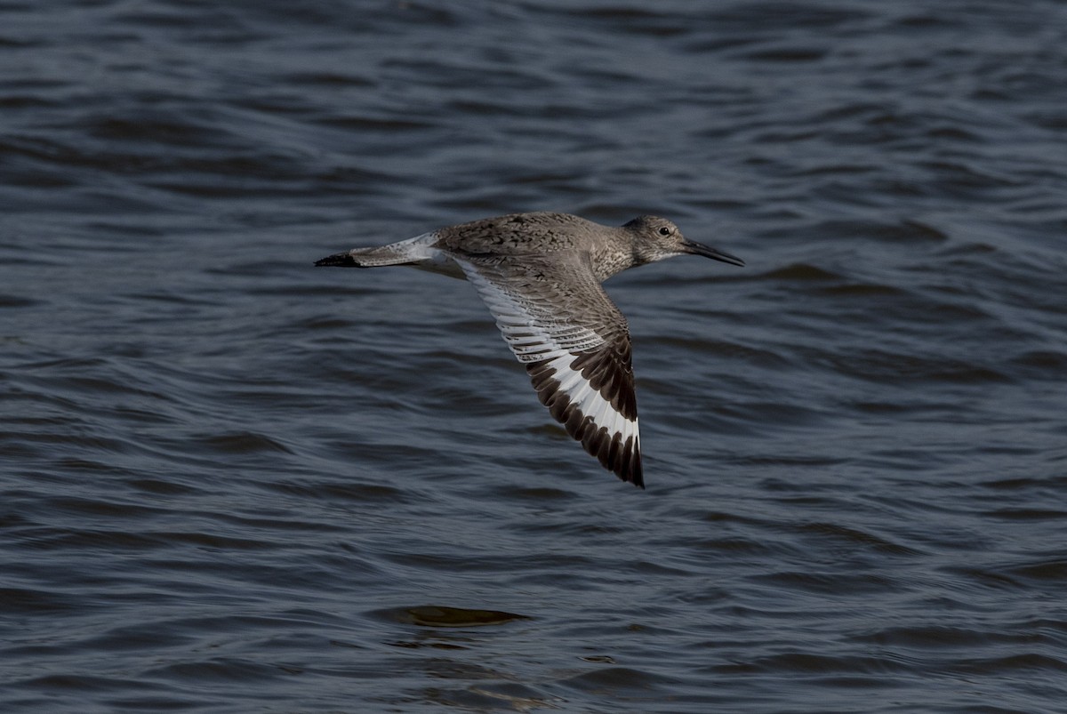 Willet - ML438057421