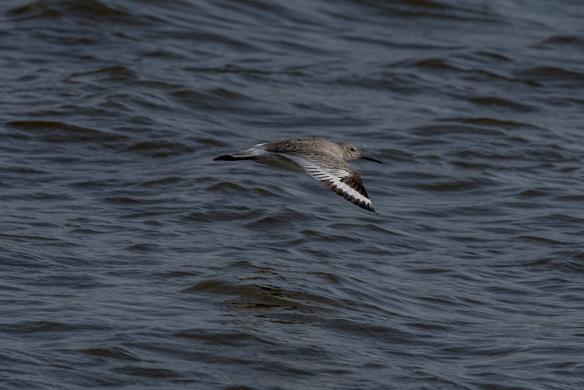Willet - ML438057431