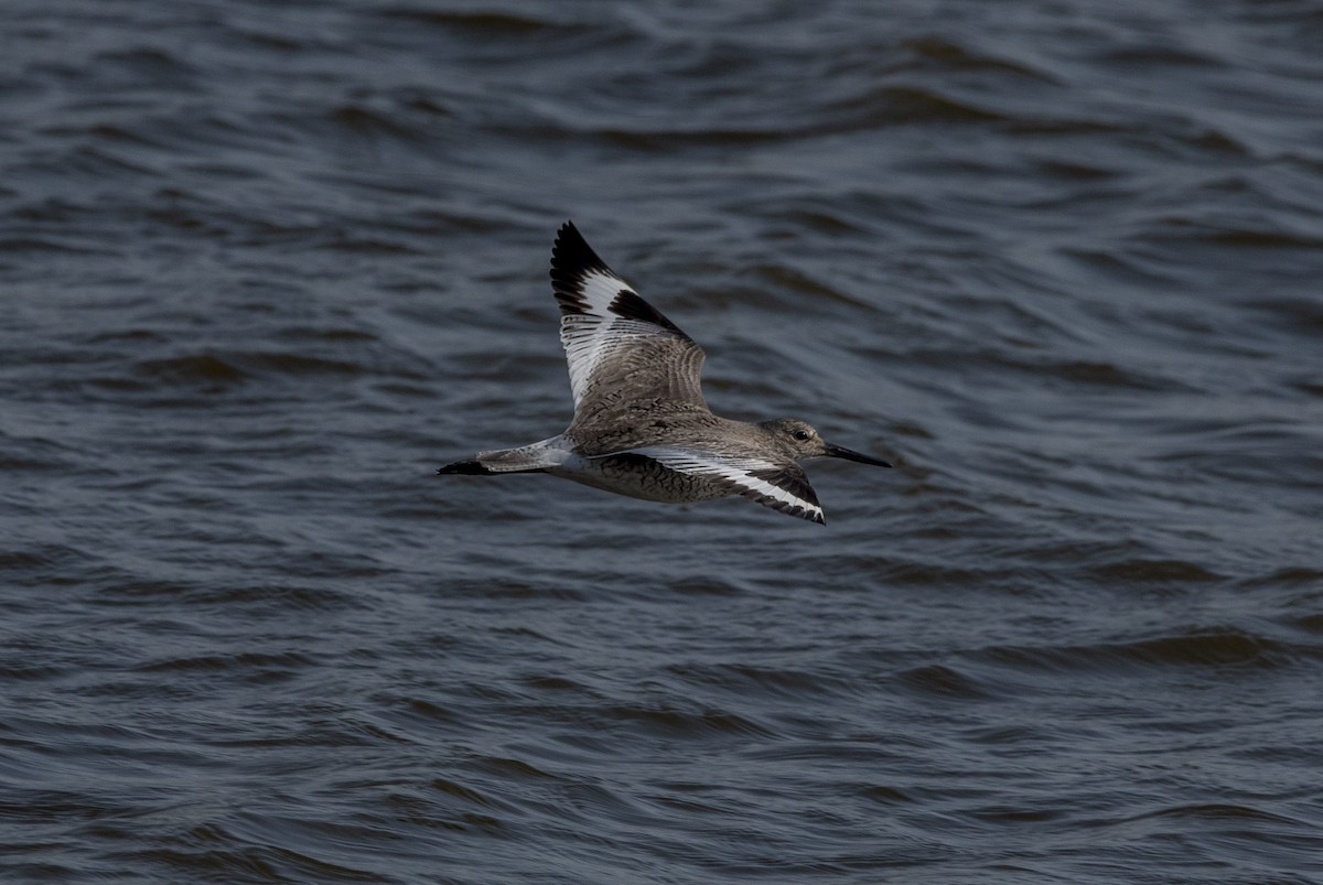 Willet - ML438057441