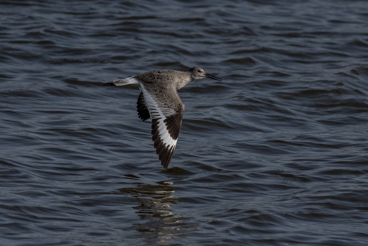 Willet - ML438057451