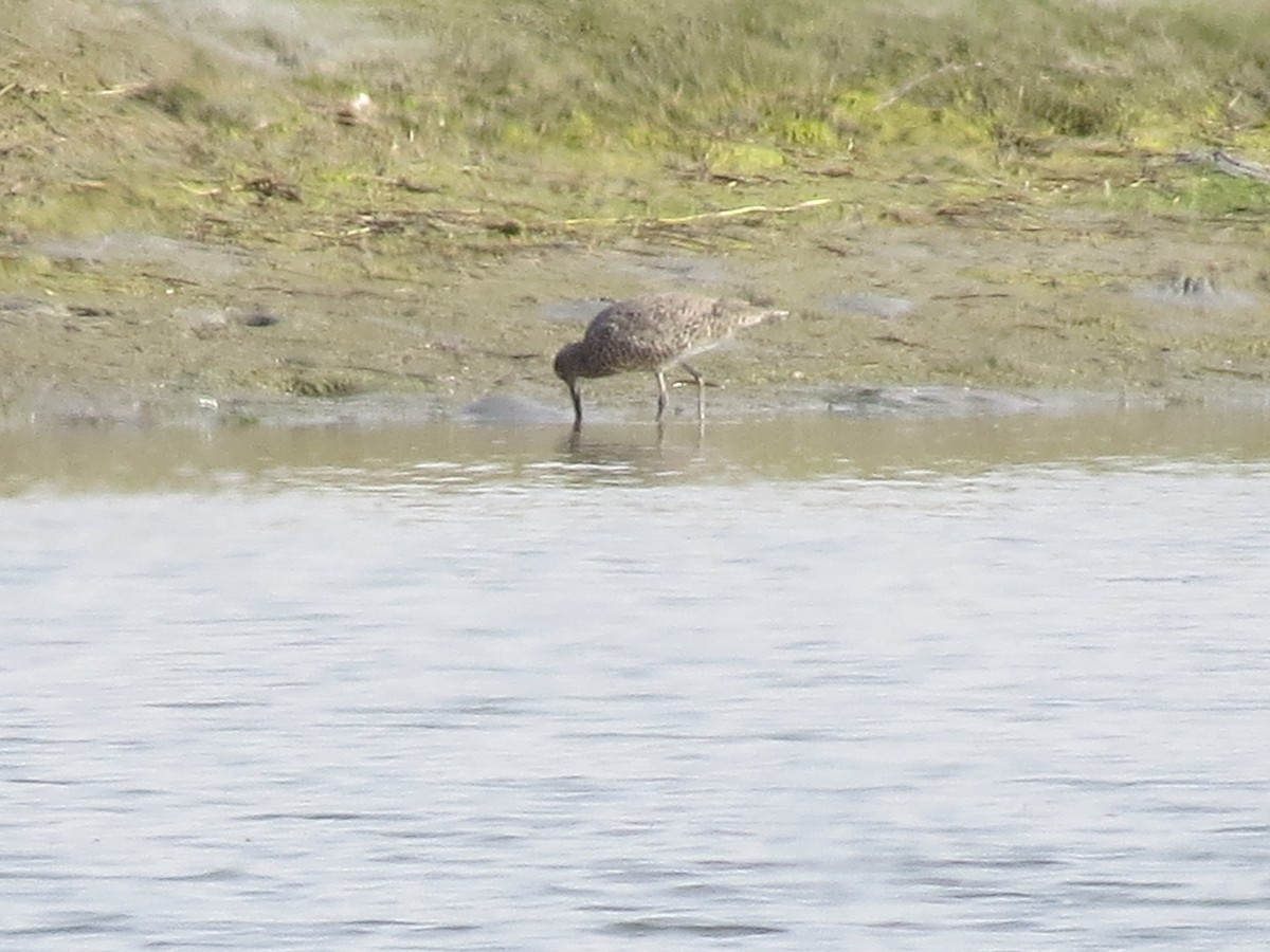 Willet - Paul Frost