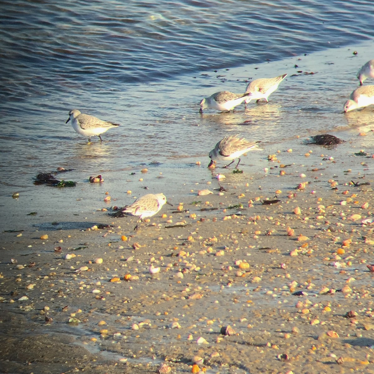 Sanderling - John O'Brien