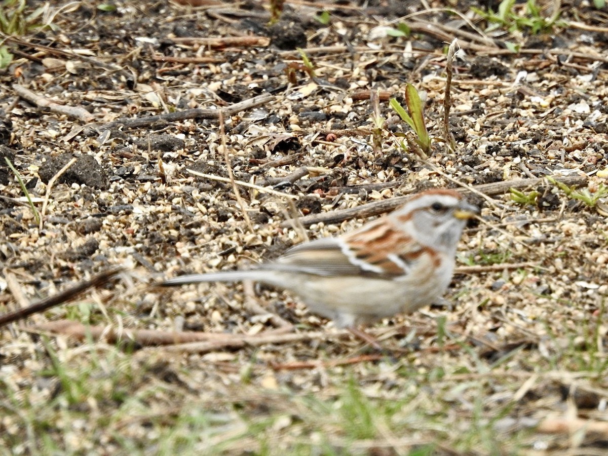 American Tree Sparrow - ML438060411