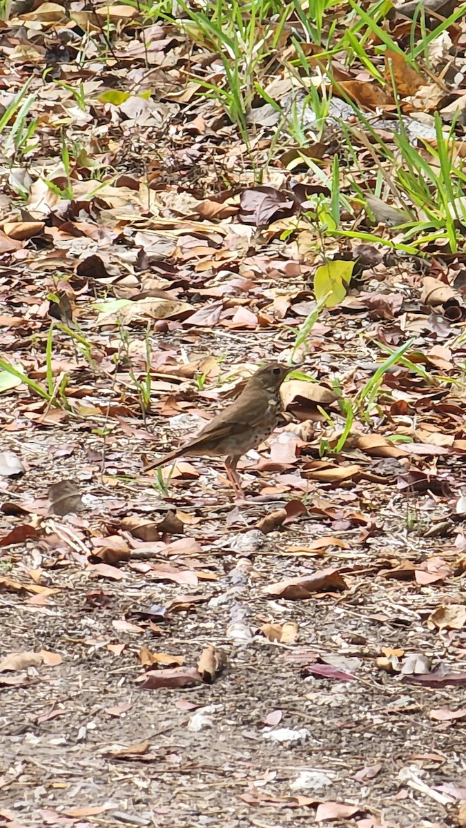 Hermit Thrush - ML438060691