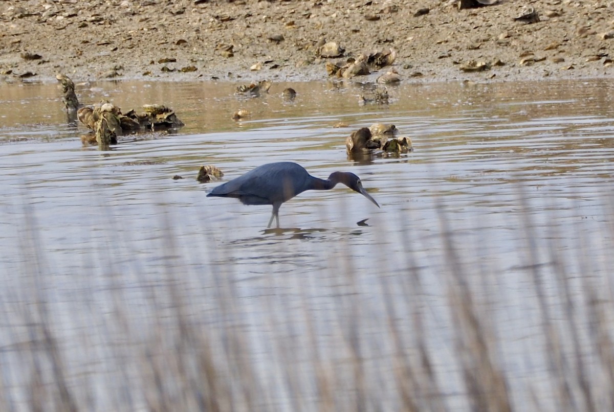 Little Blue Heron - ML43806091