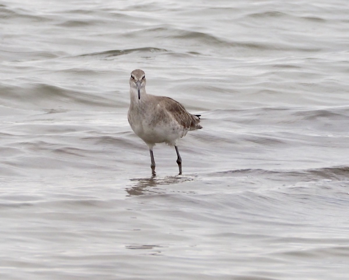 Willet - ML43806131