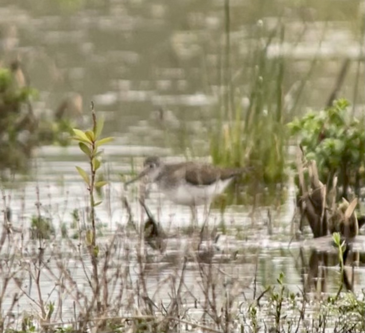 Solitary Sandpiper - ML438061951