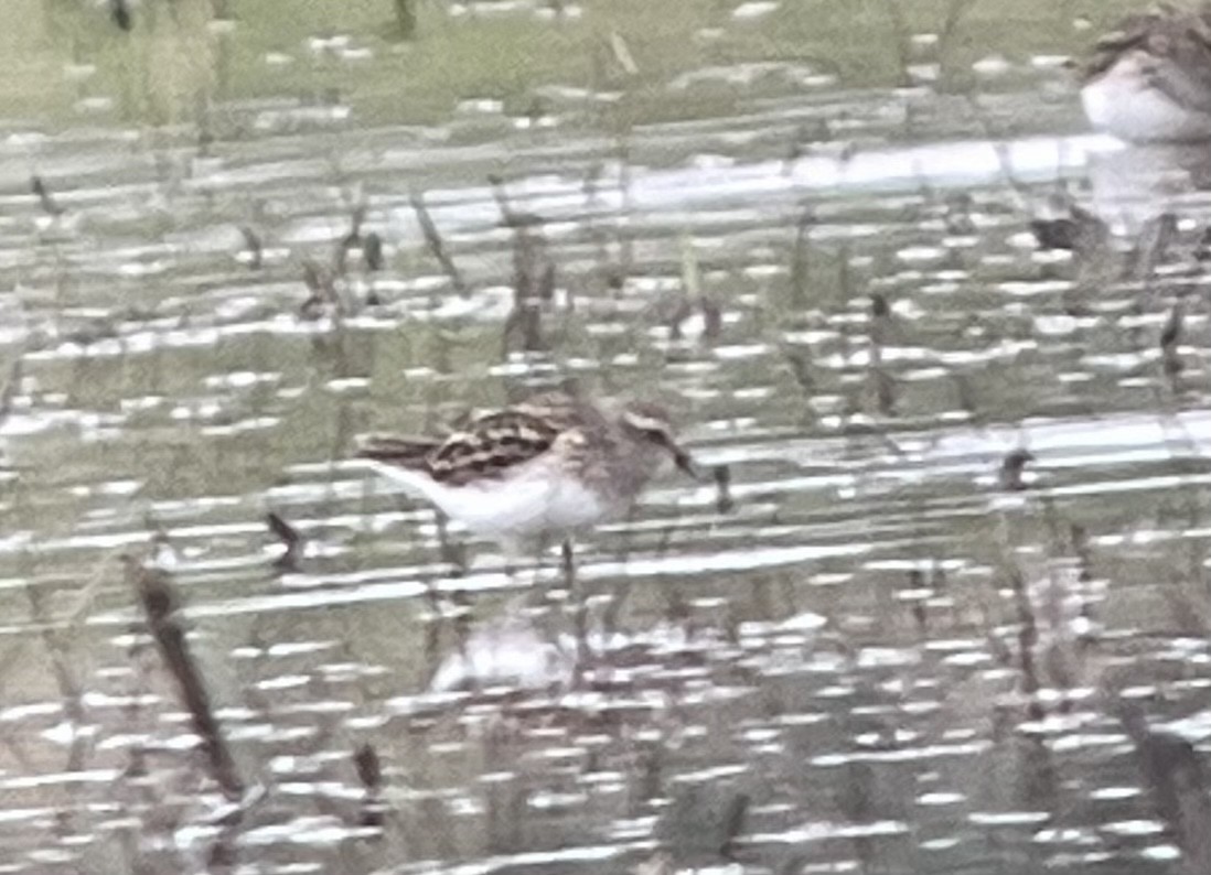 Least Sandpiper - ML438062171