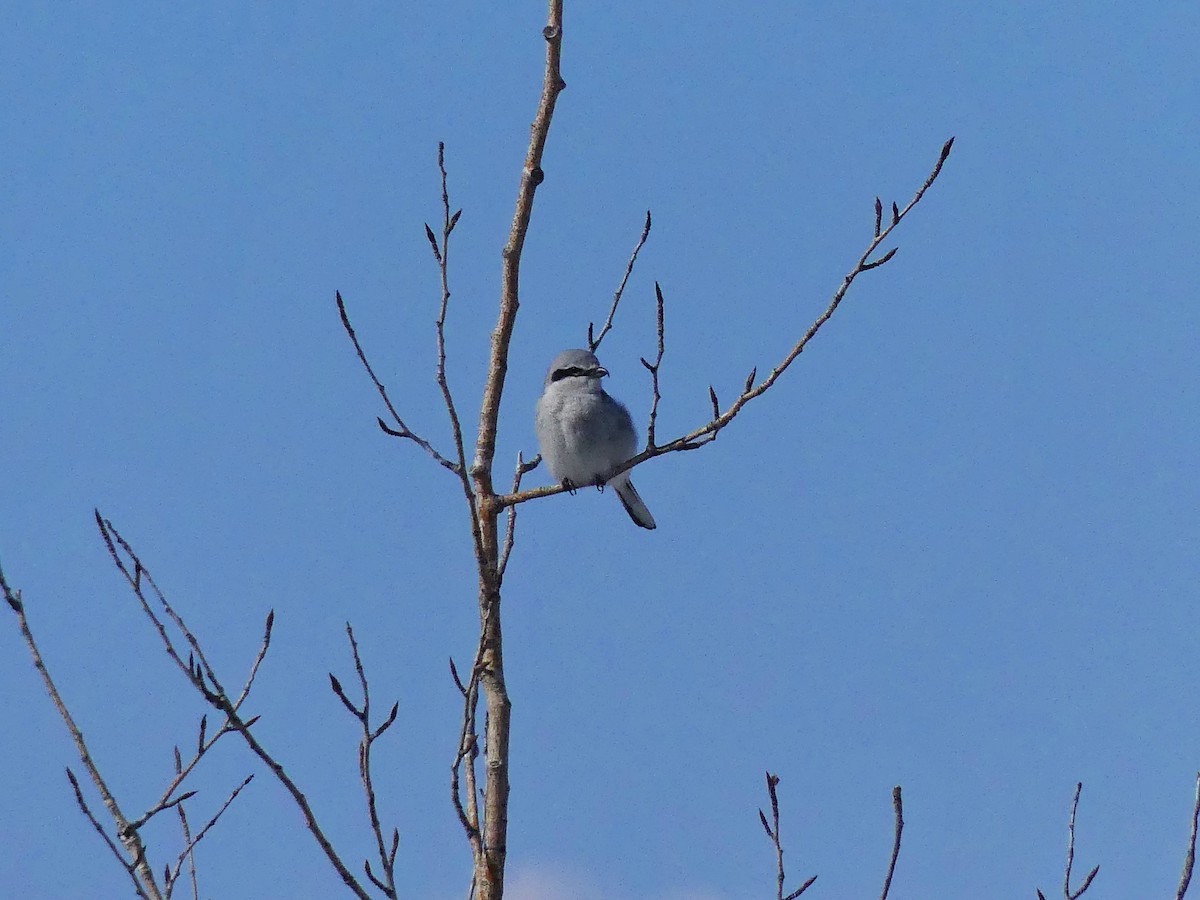 Northern Shrike - ML438062201